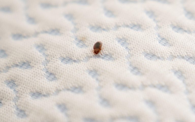 Mattress from Bed Bugs