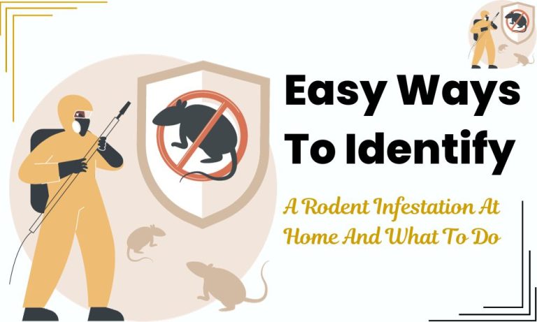 Easy Ways To Identify A Rodent Infestation At Home And What To Do