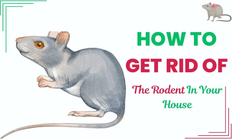 How To Get Rid Of The Rodent In Your House