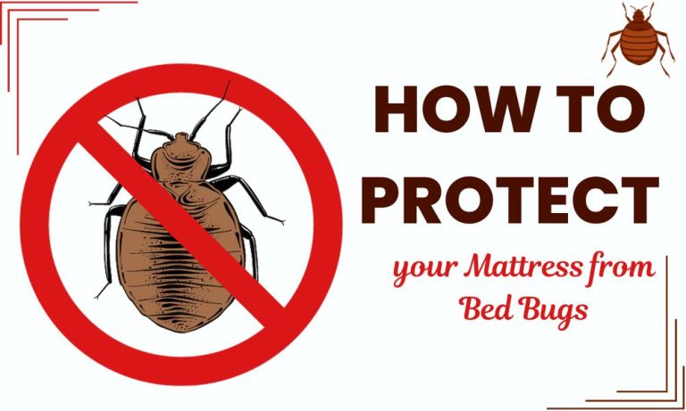 How to Protect your Mattress from Bed Bugs
